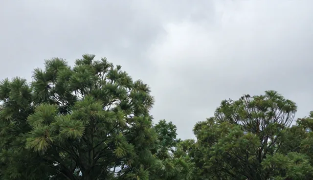 公司官网制作:自主开发与外包服务的取舍分析