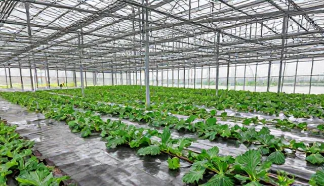 技术咨询套餐适用条件及选型关注点